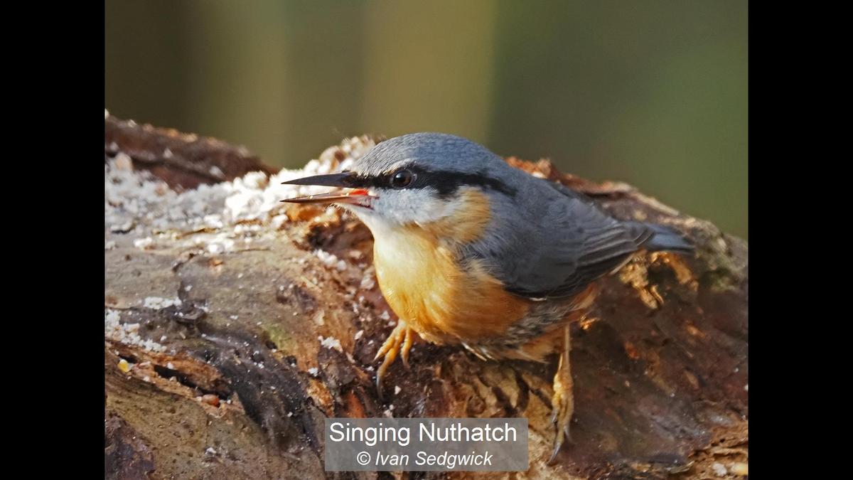 15_Singing Nuthatch_Ivan Sedgwick